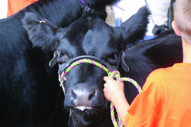 Madison County 4-H Fair in Alexandria